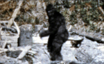 visit - Bigfoot gallery