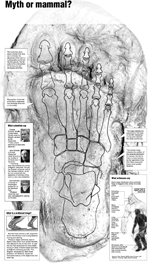 visit - Bigfoot gallery