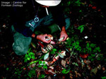 visit - Orang-Pendek gallery
