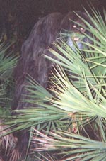 visit - Skunk Ape gallery