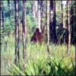 visit - Skunk Ape gallery