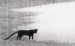 visit - Beast of Bodmin Moor gallery