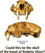 visit - Beast of Bodmin Moor gallery