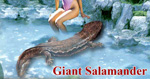 visit - Giant Salamander gallery