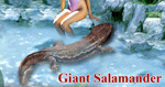 visit - Giant Salamander gallery