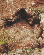 visit - Mokele-Mbembe gallery