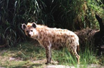 visit - Nandi Bear gallery