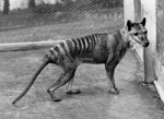 visit - Thylacine gallery