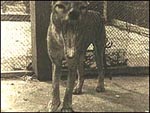 visit - Thylacine gallery