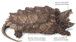 visit - Beast of Busco gallery