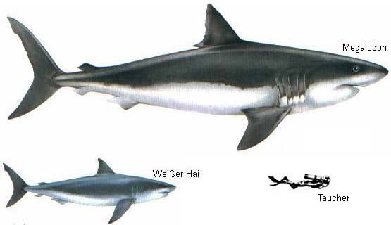 Megalodon Fossils