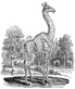 cameleopard