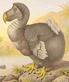 dodo bird