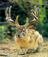 jackalopes