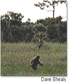 skunk ape