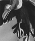 thunderbird