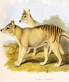 thylacine